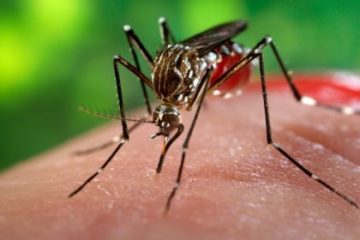malarie mosquito